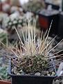 Нажмите на изображение для увеличения.

Название:	Stenocactus_spec.jpg
Просмотров:	188
Размер:	162.0 Кб
ID:	340003