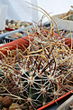 Нажмите на изображение для увеличения.

Название:	Echinocereus_lindsayi_MAO-0038.jpg
Просмотров:	180
Размер:	175.0 Кб
ID:	340015