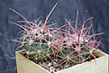 Нажмите на изображение для увеличения.

Название:	Echinocactus_xerantemoides_SB475.jpg
Просмотров:	180
Размер:	219.3 Кб
ID:	340016
