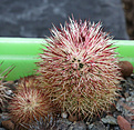 Нажмите на изображение для увеличения.

Название:	Echinocereus_chloranthus.jpg
Просмотров:	169
Размер:	180.4 Кб
ID:	340025