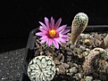 Нажмите на изображение для увеличения.

Название:	Turbinicarpus_pseudopectinatus_v_jarmillae.jpg
Просмотров:	190
Размер:	85.6 Кб
ID:	340028