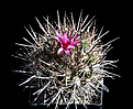 Нажмите на изображение для увеличения.

Название:	Pyrrhocactus taltalensis.jpg
Просмотров:	186
Размер:	148.2 Кб
ID:	340044
