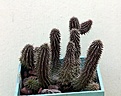 Нажмите на изображение для увеличения.

Название:	Huernia pilansi_23.8.13.jpg
Просмотров:	261
Размер:	104.9 Кб
ID:	340051