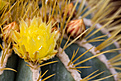 Нажмите на изображение для увеличения.

Название:	Ferocactus glaucescens.jpg
Просмотров:	156
Размер:	210.3 Кб
ID:	340080