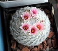 Нажмите на изображение для увеличения.

Название:	Mammillaria candida_10л_3.14.JPG
Просмотров:	190
Размер:	88.4 Кб
ID:	340088