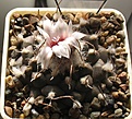 Нажмите на изображение для увеличения.

Название:	Turbinicarpus_bonatzii_MZ587_7y.JPG
Просмотров:	181
Размер:	186.7 Кб
ID:	340094