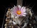 Нажмите на изображение для увеличения.

Название:	Turbinicarpus laui.jpg
Просмотров:	183
Размер:	240.9 Кб
ID:	340113