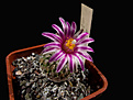 Нажмите на изображение для увеличения.

Название:	Turbinicarpus pulcherrimus.jpg
Просмотров:	170
Размер:	240.1 Кб
ID:	340132