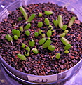 Нажмите на изображение для увеличения.

Название:	R.agavoides, (long tubercul)..jpg
Просмотров:	226
Размер:	214.0 Кб
ID:	340146