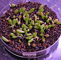 Нажмите на изображение для увеличения.

Название:	A.fissuratus v.hintonii GM - 039 La Luz - Palomas, SLP, Kupchak, 2011.jpg
Просмотров:	227
Размер:	213.3 Кб
ID:	340148