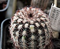 Нажмите на изображение для увеличения.

Название:	Echinocereus oklahomensis Fh408_3.14.JPG
Просмотров:	176
Размер:	120.3 Кб
ID:	340155