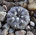 Нажмите на изображение для увеличения.

Название:	Gymnocalycium_nataliae_LB1408.jpg
Просмотров:	433
Размер:	208.4 Кб
ID:	340182