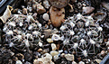 Нажмите на изображение для увеличения.

Название:	Gymnocalycium_nataliae_GN94+.jpg
Просмотров:	448
Размер:	212.1 Кб
ID:	340183