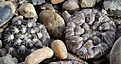 Нажмите на изображение для увеличения.

Название:	Gymnocalycium_.nataliae_VG-1063_San_Isidro.jpg
Просмотров:	453
Размер:	232.6 Кб
ID:	340184