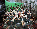 Нажмите на изображение для увеличения.

Название:	Sclerocactus_glaucus_franklinii_Delta_Co_Franklini.jpg
Просмотров:	151
Размер:	178.4 Кб
ID:	340205