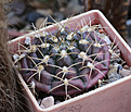 Нажмите на изображение для увеличения.

Название:	Gymnocalycium_damsii_evae_STO983i.jpg
Просмотров:	479
Размер:	223.1 Кб
ID:	340215