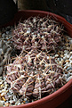 Нажмите на изображение для увеличения.

Название:	Gymnocalycium_marsoneri.jpg
Просмотров:	485
Размер:	194.1 Кб
ID:	340216