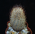 Нажмите на изображение для увеличения.

Название:	Mammillaria pottsii - SB 102.jpg
Просмотров:	149
Размер:	242.7 Кб
ID:	340219