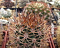 Нажмите на изображение для увеличения.

Название:	1_Pyrrhocactus sp. VG238.jpg
Просмотров:	170
Размер:	251.1 Кб
ID:	340227
