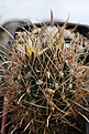 Нажмите на изображение для увеличения.

Название:	Ancistrocactus_brevihamatus.jpg
Просмотров:	159
Размер:	172.9 Кб
ID:	340228