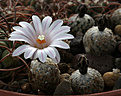Нажмите на изображение для увеличения.

Название:	Turbinicarpus_valdezianus_HO246.jpg
Просмотров:	160
Размер:	163.4 Кб
ID:	340230