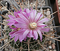 Нажмите на изображение для увеличения.

Название:	1_stenocactus.jpg
Просмотров:	204
Размер:	86.2 Кб
ID:	340274