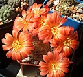 Нажмите на изображение для увеличения.

Название:	Rebutia.jpg
Просмотров:	154
Размер:	114.9 Кб
ID:	340287