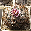 Нажмите на изображение для увеличения.

Название:	Echinofossulocactus_zacatecasensis_SB18_9y.JPG
Просмотров:	174
Размер:	214.1 Кб
ID:	340320