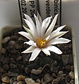 Нажмите на изображение для увеличения.

Название:	Turbinicarpus_rioverdensis_PP204_4y_1.JPG
Просмотров:	181
Размер:	122.6 Кб
ID:	340321