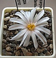 Нажмите на изображение для увеличения.

Название:	Turbinicarpus_rioverdensis_PP204_4y_2.JPG
Просмотров:	168
Размер:	174.6 Кб
ID:	340322