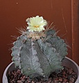 Нажмите на изображение для увеличения.

Название:	Astrophytum ornatum_24.3.88_3.14.JPG
Просмотров:	170
Размер:	235.1 Кб
ID:	340329