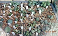 Нажмите на изображение для увеличения.

Название:	Conophytum mix1.JPG
Просмотров:	407
Размер:	246.8 Кб
ID:	340355