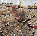 Нажмите на изображение для увеличения.

Название:	ddd_glandulicactus.jpg
Просмотров:	190
Размер:	120.8 Кб
ID:	340368