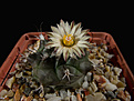 Нажмите на изображение для увеличения.

Название:	Turbinicarpus_swobodae.jpg
Просмотров:	174
Размер:	194.2 Кб
ID:	340373