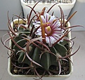 Нажмите на изображение для увеличения.

Название:	Echinofossulocactus_coptonogonus_SB13_8y.JPG
Просмотров:	170
Размер:	138.8 Кб
ID:	340397