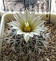 Нажмите на изображение для увеличения.

Название:	Gymnocactus_beguini_hintoni_VM378_4y.JPG
Просмотров:	169
Размер:	128.8 Кб
ID:	340398