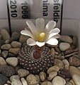 Нажмите на изображение для увеличения.

Название:	Blossfeldia_minima_KK1066_4y.JPG
Просмотров:	169
Размер:	100.8 Кб
ID:	340399