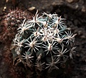 Нажмите на изображение для увеличения.

Название:	Sclerocactus pubispinus RP129_4г_19.3.14 (7).JPG
Просмотров:	264
Размер:	93.2 Кб
ID:	340420