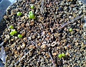 Нажмите на изображение для увеличения.

Название:	Lithops_mix.jpg
Просмотров:	210
Размер:	211.0 Кб
ID:	340435