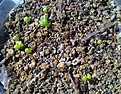 Нажмите на изображение для увеличения.

Название:	Lithops_mix.jpg
Просмотров:	180
Размер:	211.0 Кб
ID:	340435