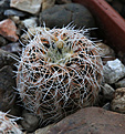 Нажмите на изображение для увеличения.

Название:	Gymnocalycium_gertii_VG707.jpg
Просмотров:	439
Размер:	206.5 Кб
ID:	340441