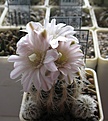 Нажмите на изображение для увеличения.

Название:	Gymnocalycium_bruchii_niveum_WR727_7y.JPG
Просмотров:	137
Размер:	123.0 Кб
ID:	340443