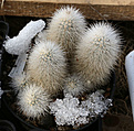 Нажмите на изображение для увеличения.

Название:	Echinocereus_nivosus.jpg
Просмотров:	209
Размер:	189.7 Кб
ID:	340445