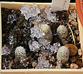 Нажмите на изображение для увеличения.

Название:	Pediocactus_despanii.jpg
Просмотров:	187
Размер:	194.9 Кб
ID:	340447