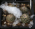 Нажмите на изображение для увеличения.

Название:	Pediocactus_knowltonii_SB304_San_Juan_Co_NM.jpg
Просмотров:	208
Размер:	215.3 Кб
ID:	340448