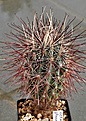Нажмите на изображение для увеличения.

Название:	Sclerocactus.jpg
Просмотров:	280
Размер:	193.5 Кб
ID:	340480
