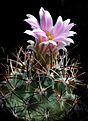 Нажмите на изображение для увеличения.

Название:	Sclerocactus glaucus f.franklinii.jpg
Просмотров:	264
Размер:	229.6 Кб
ID:	340490