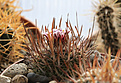 Нажмите на изображение для увеличения.

Название:	Stenocactus_grandicornis.jpg
Просмотров:	157
Размер:	218.3 Кб
ID:	340491