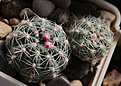 Нажмите на изображение для увеличения.

Название:	Gymnocalycium_andreae_ssp.pabloi_VG1176.jpg
Просмотров:	458
Размер:	200.2 Кб
ID:	340503