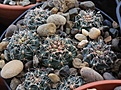 Нажмите на изображение для увеличения.

Название:	Gymnocalycium_papschii_GN4190_San_Javier_Cord.jpg
Просмотров:	461
Размер:	200.8 Кб
ID:	340504